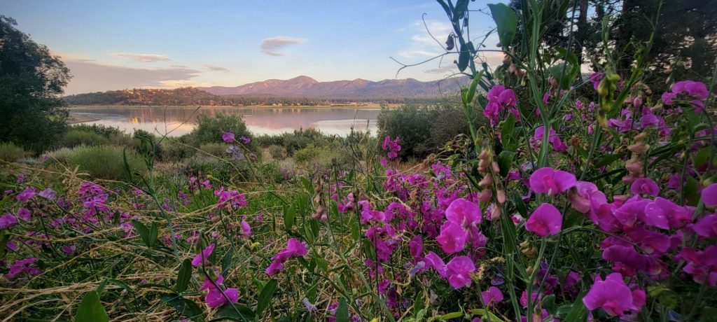 Spring wildflowers blooming near Big Bear Lake with mountain backdrop