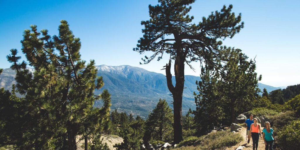 Hikers trekking through a beautiful forest trail with towering pine trees and distant mountain views.